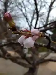 賀羅加波神社の自然