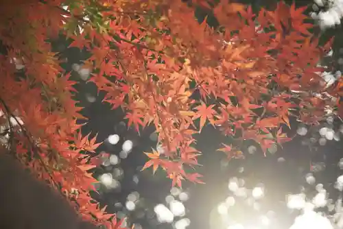 宝珠山　観泉寺の自然