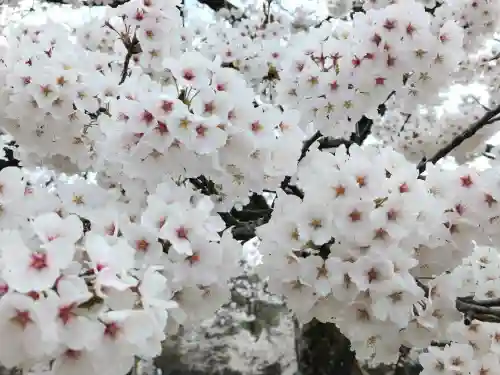 蒼柴神社の{uncategorized: "未分類", other: "その他", undefined: "問題あり", building: "その他建物", grave: "お墓", sacred_gate: "鳥居", guardian: "狛犬", statue: "像", buddha: "仏像", history: "歴史", nature: "自然", garden: "庭園", animal: "動物", pagoda: "塔", temizu: "手水舎", mountain_gate: "山門・神門", sanctuary: "本殿・本堂", subordinate: "末社・摂社", art: "芸術", scenery: "景色", jizo: "地蔵", ema: "絵馬", goshuin: "御朱印", omikuji: "おみくじ", items: "授与品その他", amulet: "お守り", goshuincho: "御朱印帳", eats: "食事", festival: "お祭り", votive_dance: "神楽", shichigosan: "七五三参", wedding: "結婚式", experience: "体験その他", initially: "初詣", around: "周辺", anti_infection: "感染症対策"}