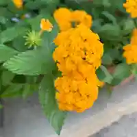 豊景神社の自然