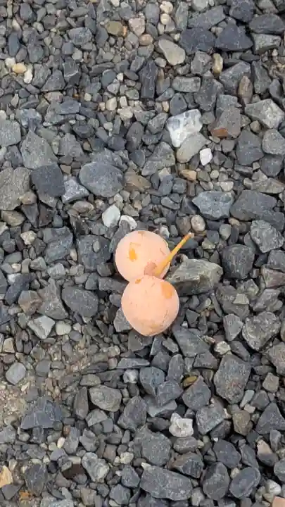 玉田神社(京都府)