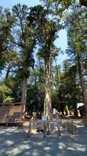 渭伊神社の自然