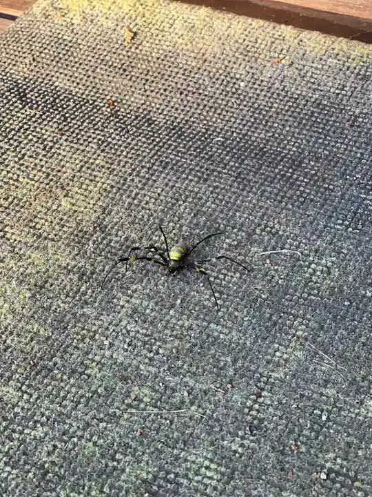 岸町浅間神社の動物