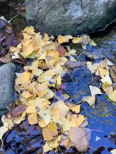 師岡熊野神社の自然