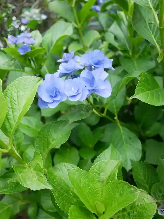 尾曳稲荷神社の自然