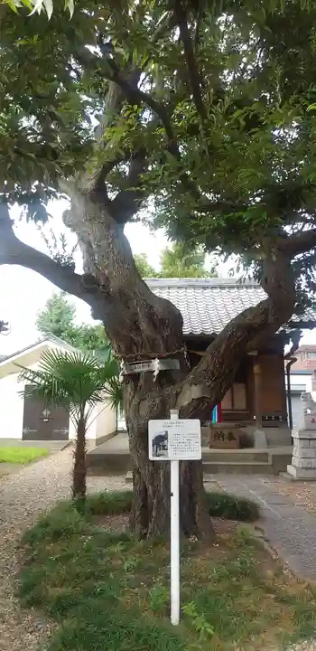 雷神社の自然