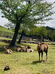 興福寺 南円堂の動物