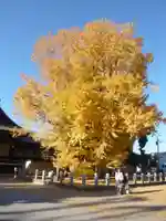 葛飾八幡宮(千葉県)