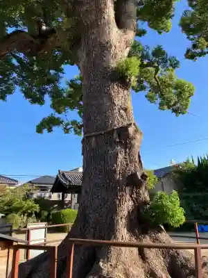 観音寺(大阪府)
