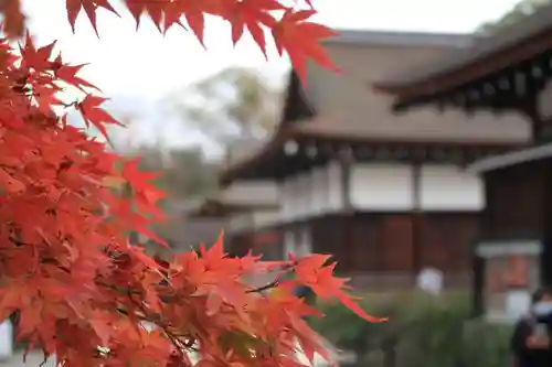 賀茂御祖神社（下鴨神社）の自然