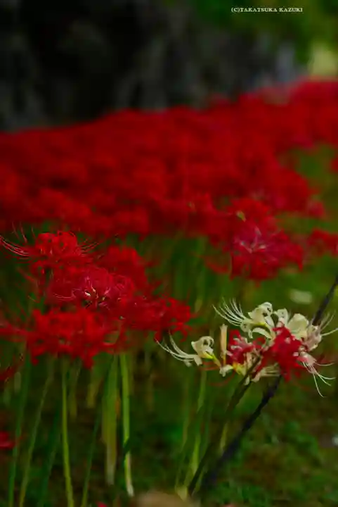 横浜 西方寺(神奈川県)