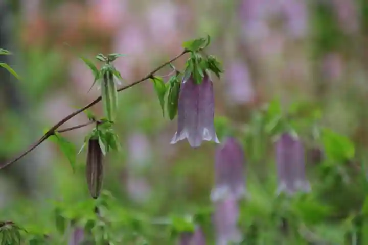 豊景神社の自然