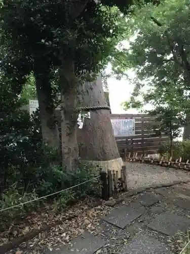 鎮守氷川神社の自然