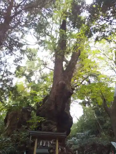來宮神社の自然