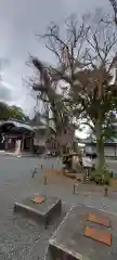 伊古奈比咩命神社の自然