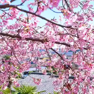 埼玉厄除け開運大師・龍泉寺(切り絵御朱印発祥の寺)の自然(2020年03月01日(日) 19時31分30秒投稿)