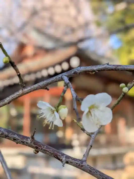鳩森八幡神社(東京都)