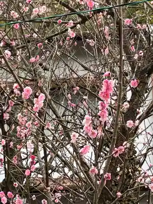 大山祇神社の自然