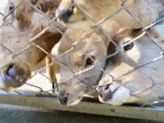 鹿島神宮の動物