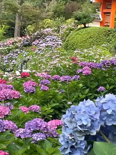 三室戸寺の庭園