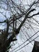 秋田諏訪宮の自然