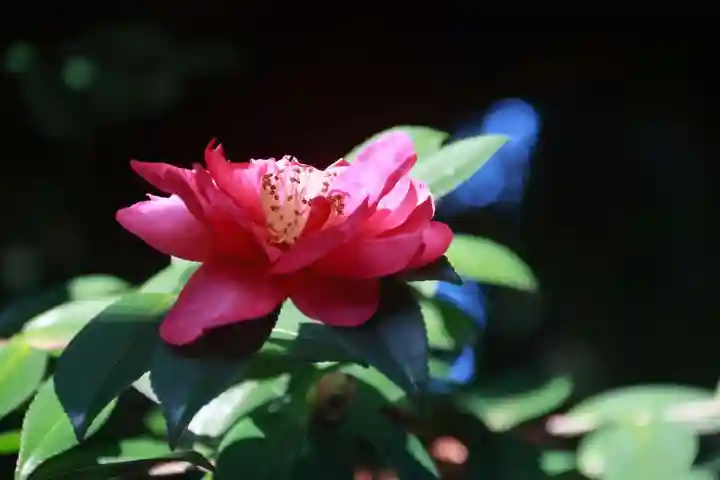 神炊館神社 ⁂奥州須賀川総鎮守⁂の自然