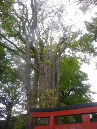 由比若宮（元鶴岡八幡宮）の自然