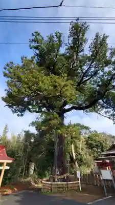 松澤 熊野神社の自然