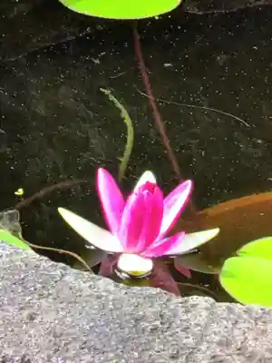 宝仙寺(東京都)