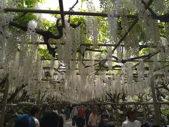 諏訪神社(高萩町)(栃木県)