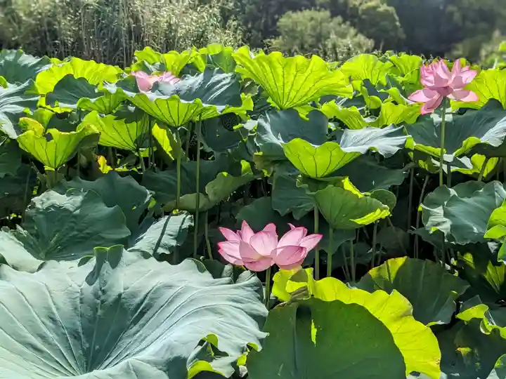 寛永寺不忍池弁天堂(東京都)