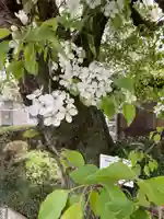 比良賀観音菩薩(愛知県)