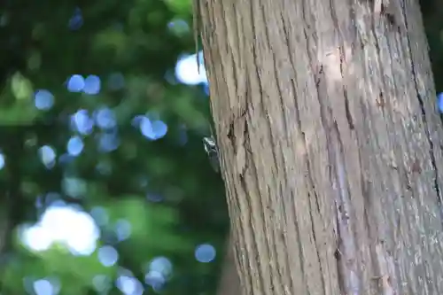 阿久津「田村神社」（郡山市阿久津町）旧社名：伊豆箱根三嶋三社の自然