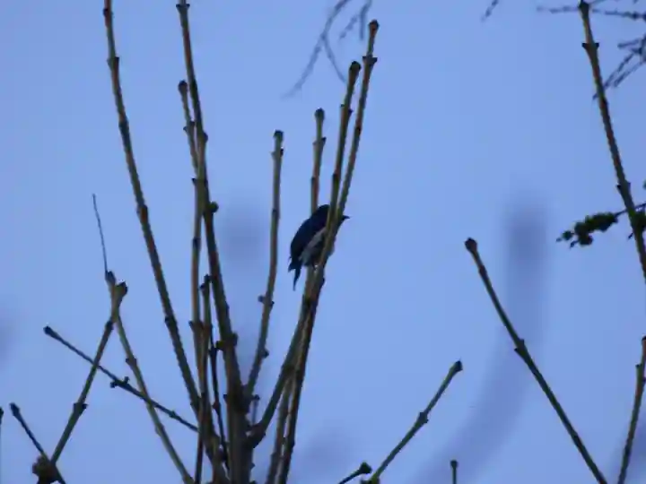 留辺蘂神社の動物