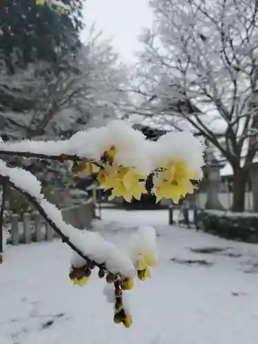 沙沙貴神社の自然