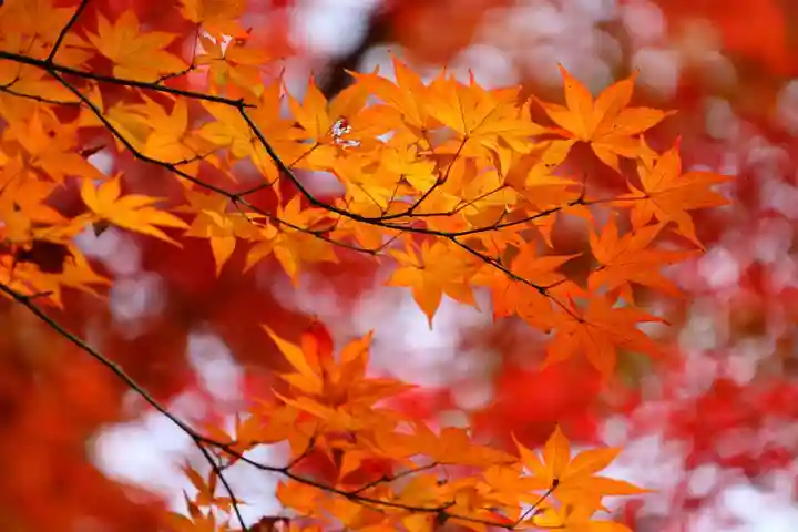 三春大神宮の自然