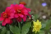 大鏑神社の庭園