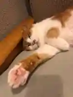 五十稲荷神社(栄寿稲荷神社)の動物