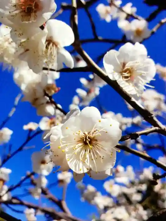 福蔵院(東京都)