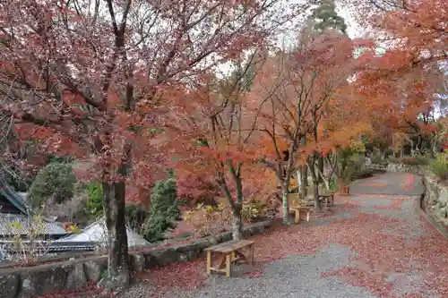 柳谷観音　楊谷寺の自然