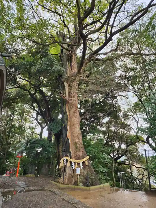 常陸國總社宮(茨城県)