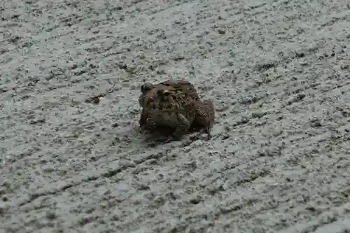 登彌神社の動物