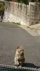 大山祇神社の動物