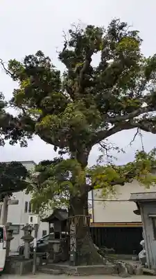 櫟谷七野神社(京都府)
