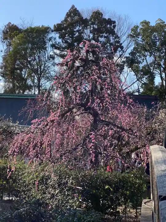 北野天満宮の自然