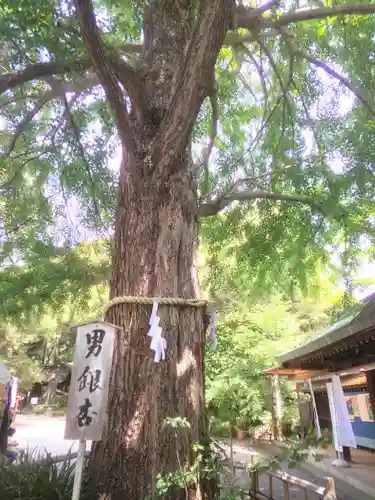 大宮八幡宮の自然