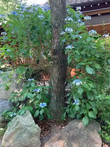 平塚八幡宮の自然