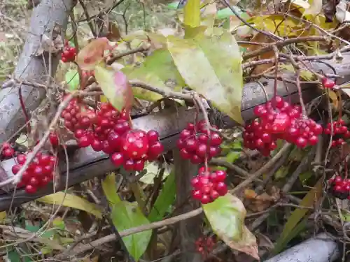 黄梅院（円覚寺塔頭）の自然