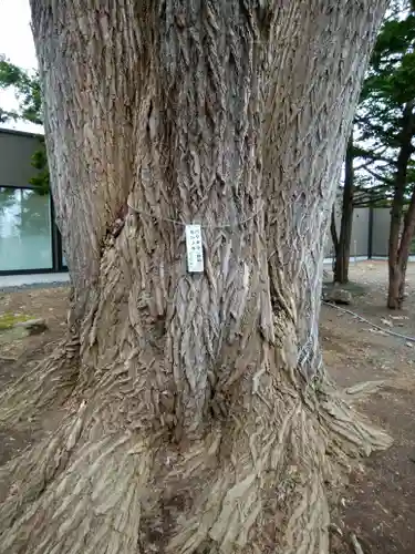 月寒神社の自然