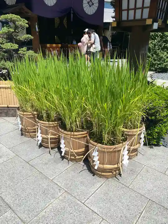 東京大神宮(東京都)